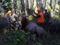 Utah Elk