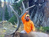 Utah Elk