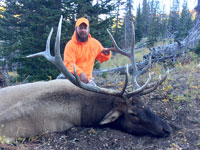 Utah Elk