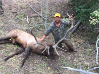 Utah Elk