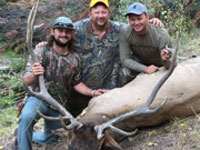 Utah Elk