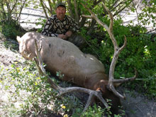 Utah Elk