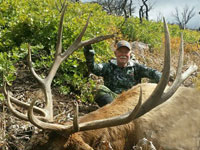 Utah Elk