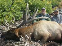 Utah Elk