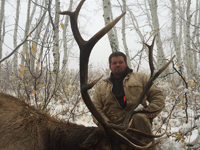 Utah Elk