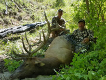 Utah Elk