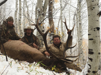 Utah Elk