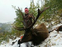 Utah Elk