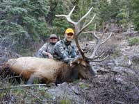 Utah Elk