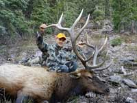 Utah Elk