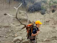 Utah Elk