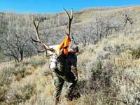 Utah Elk