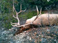 Utah Elk