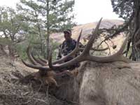 Utah Elk