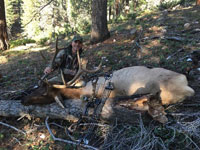 Utah Elk