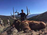 Utah Elk