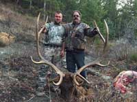 Utah Elk