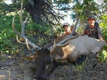 Utah Elk