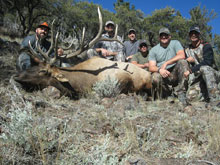 Utah Elk