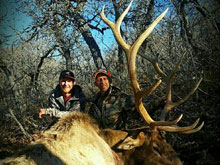 Utah Elk