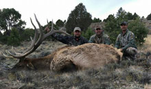 Utah Elk