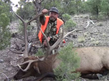 Utah Elk