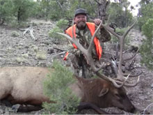 Utah Elk