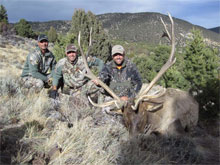 Utah Elk