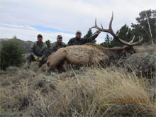 Utah Elk