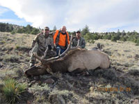 Utah Elk