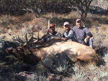 Utah Elk