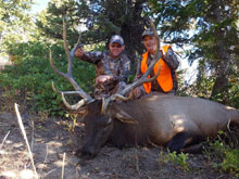 Utah Elk