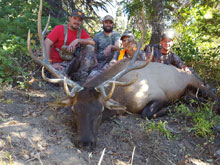 Utah Elk