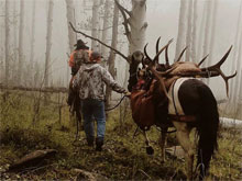 Utah Elk