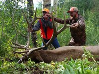 Utah Elk