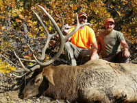 Utah Elk