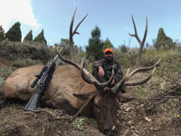 Utah Elk