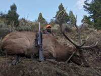 Utah Elk