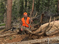 Utah Elk