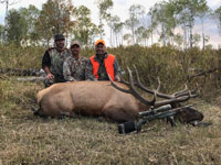 Utah Elk