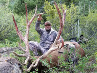 Utah Elk