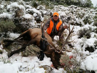 Utah Elk