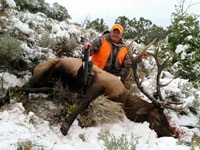 Utah Elk