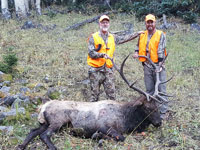 Utah Elk