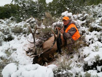 Utah Elk