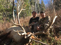 Utah Elk