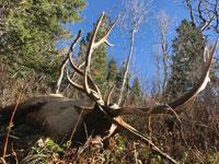 Utah Elk