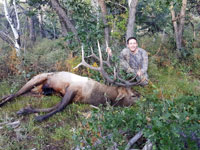 Utah Elk