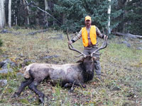 Utah Elk