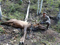 Utah Elk